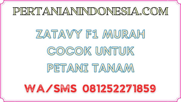 Zatavy F1 Murah Cocok Untuk Petani Tanam